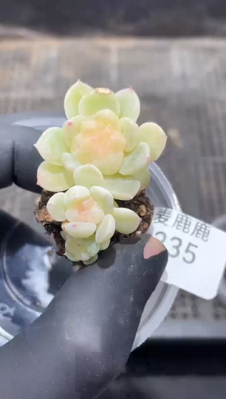 235泼天富贵       