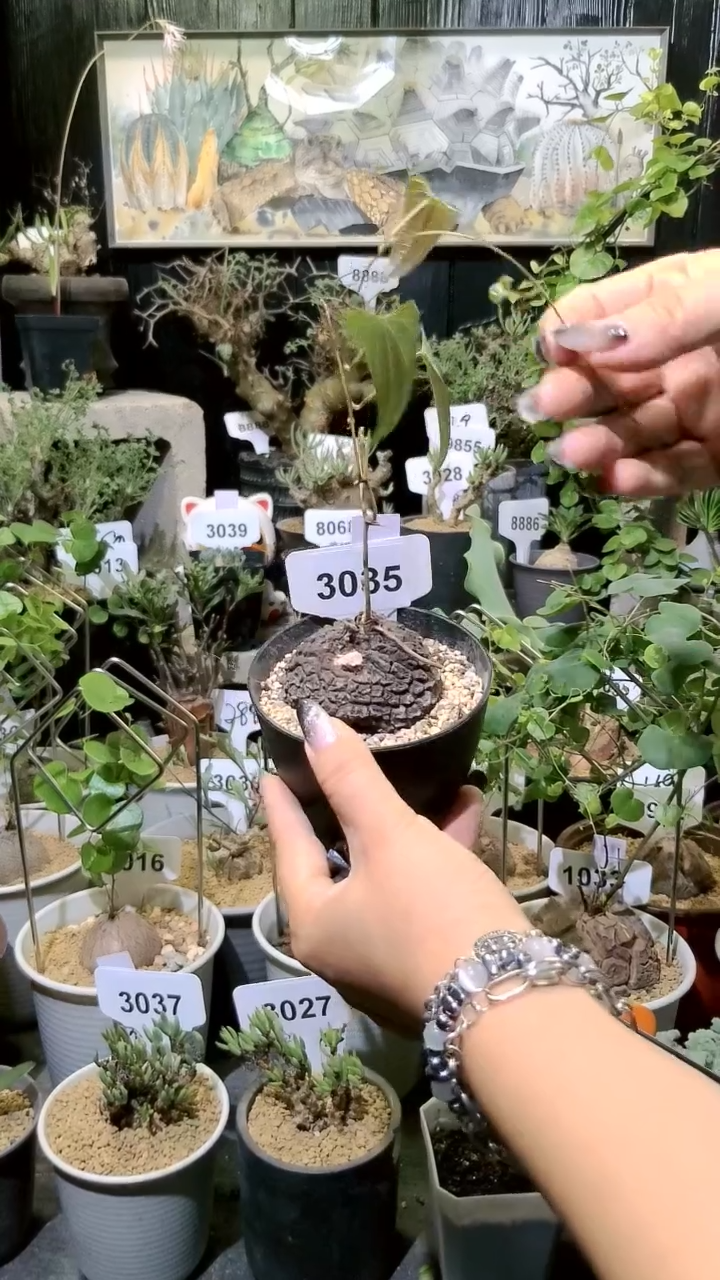 3035号1124福利墨西哥龟甲龙  