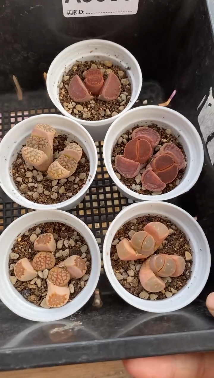 【闪购商品】9083直播一物一拍