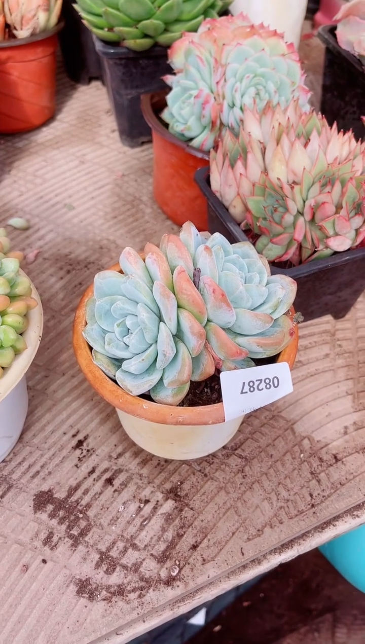 路*乙08287多肉植物一物一拍