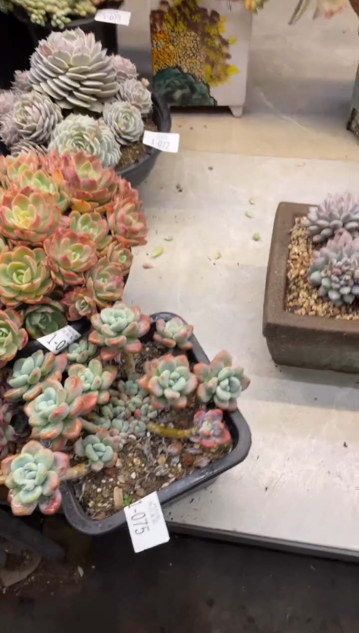 【闪购商品】1-75洛神