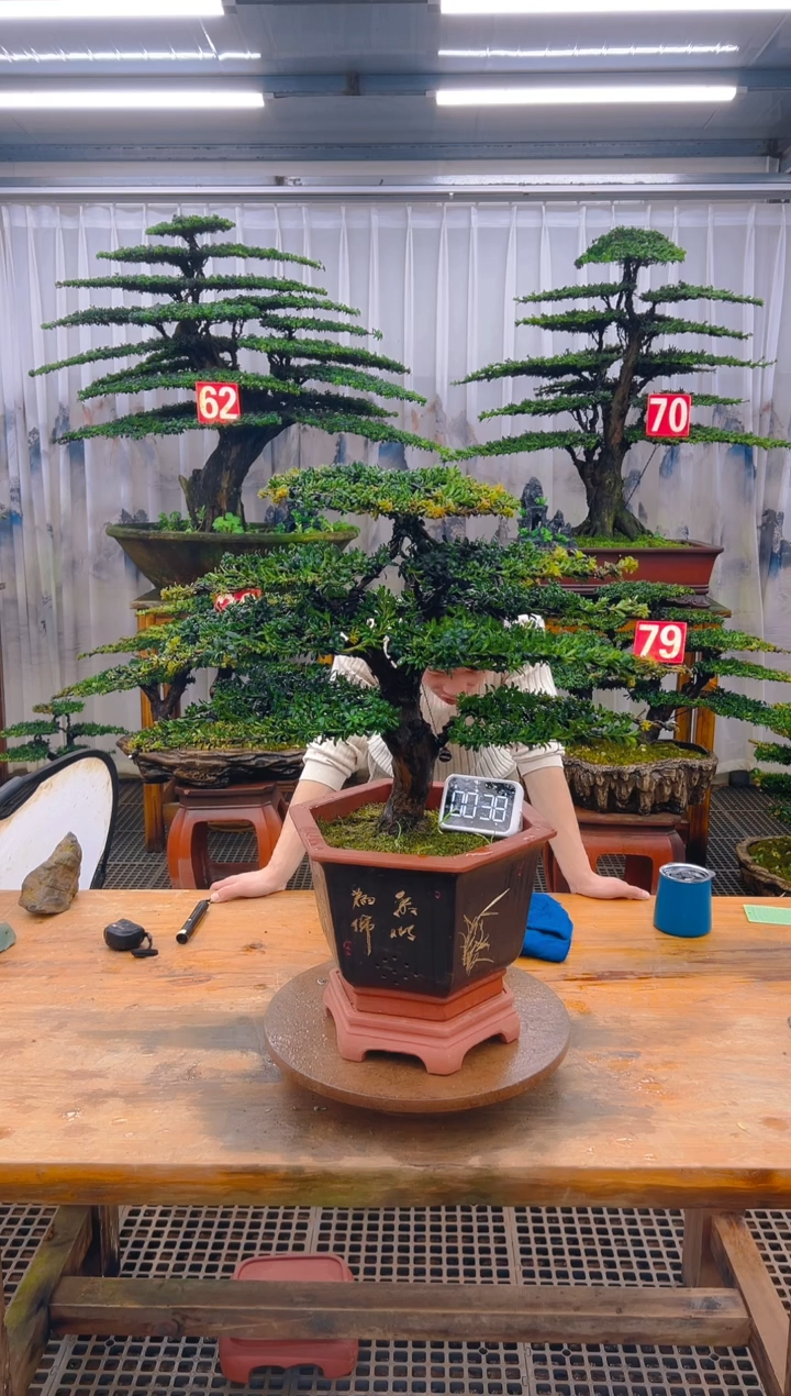 无花朵精品盆景直播间一物一拍