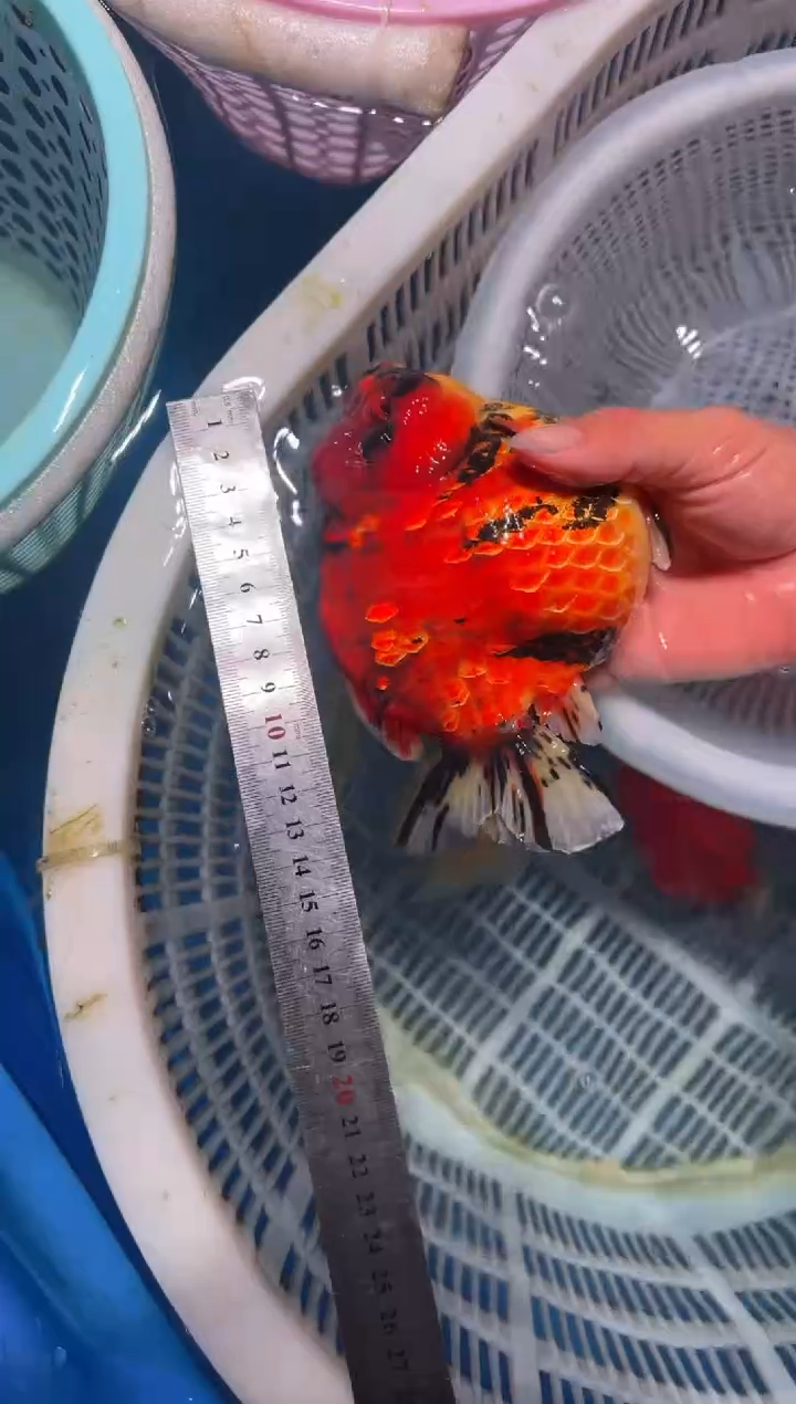 狮头鱼短尾将军狮，包邮，开箱视频售后