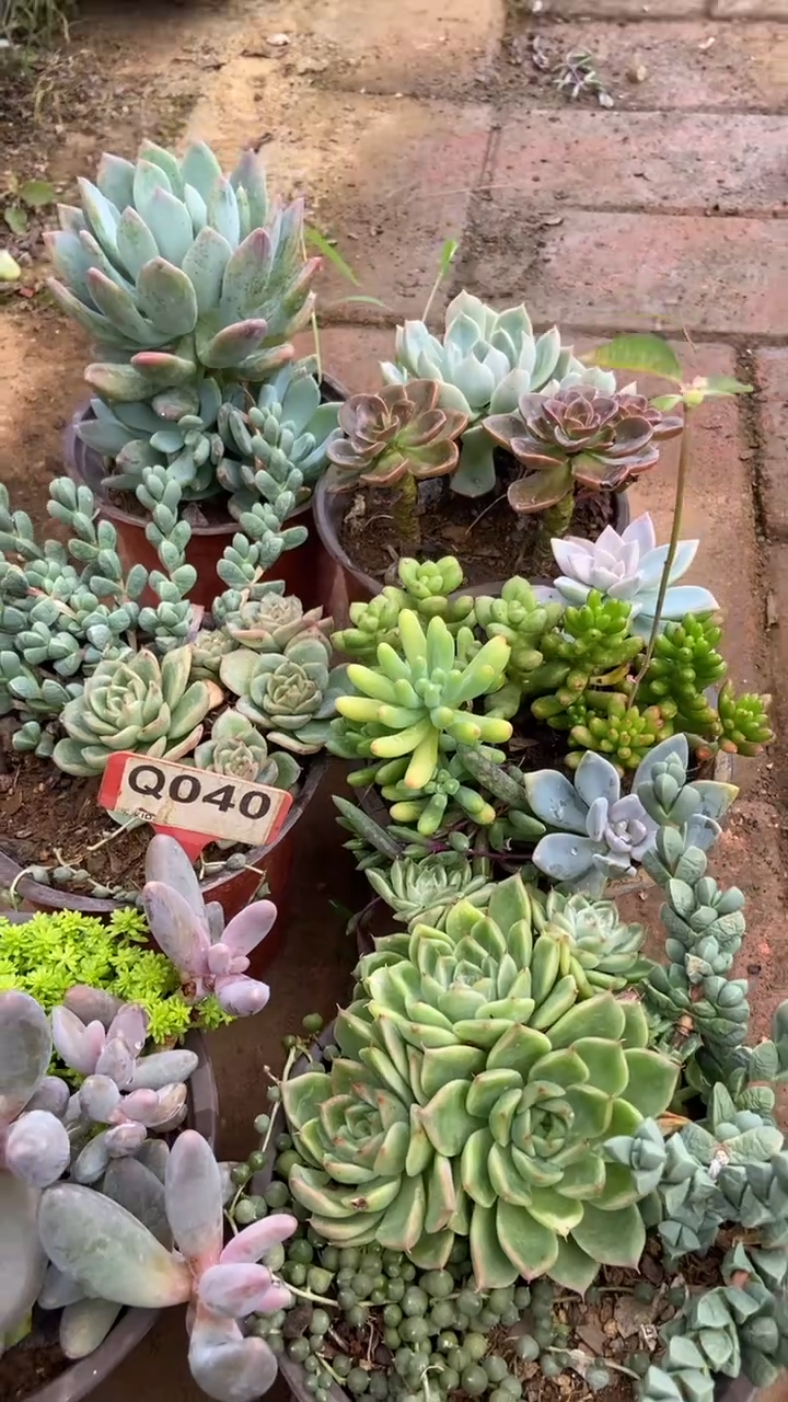 Q040多肉组合默认脱土发货