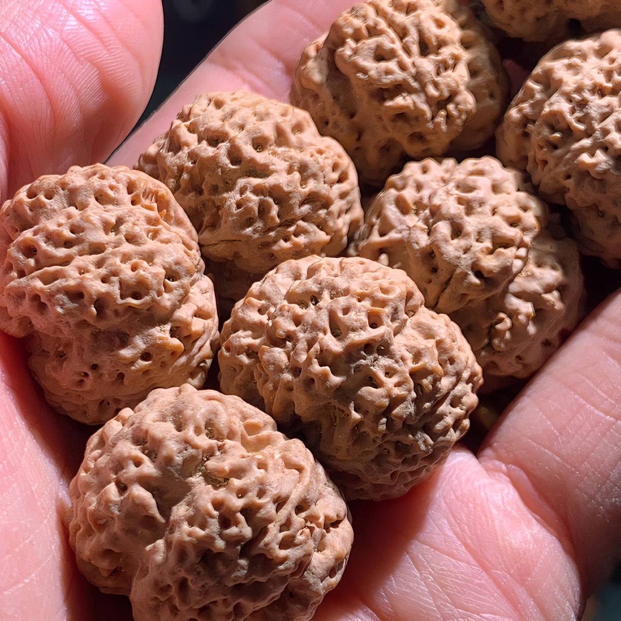 10.5活动『新货』尼泊尔大金刚菩提经典纹路菩提