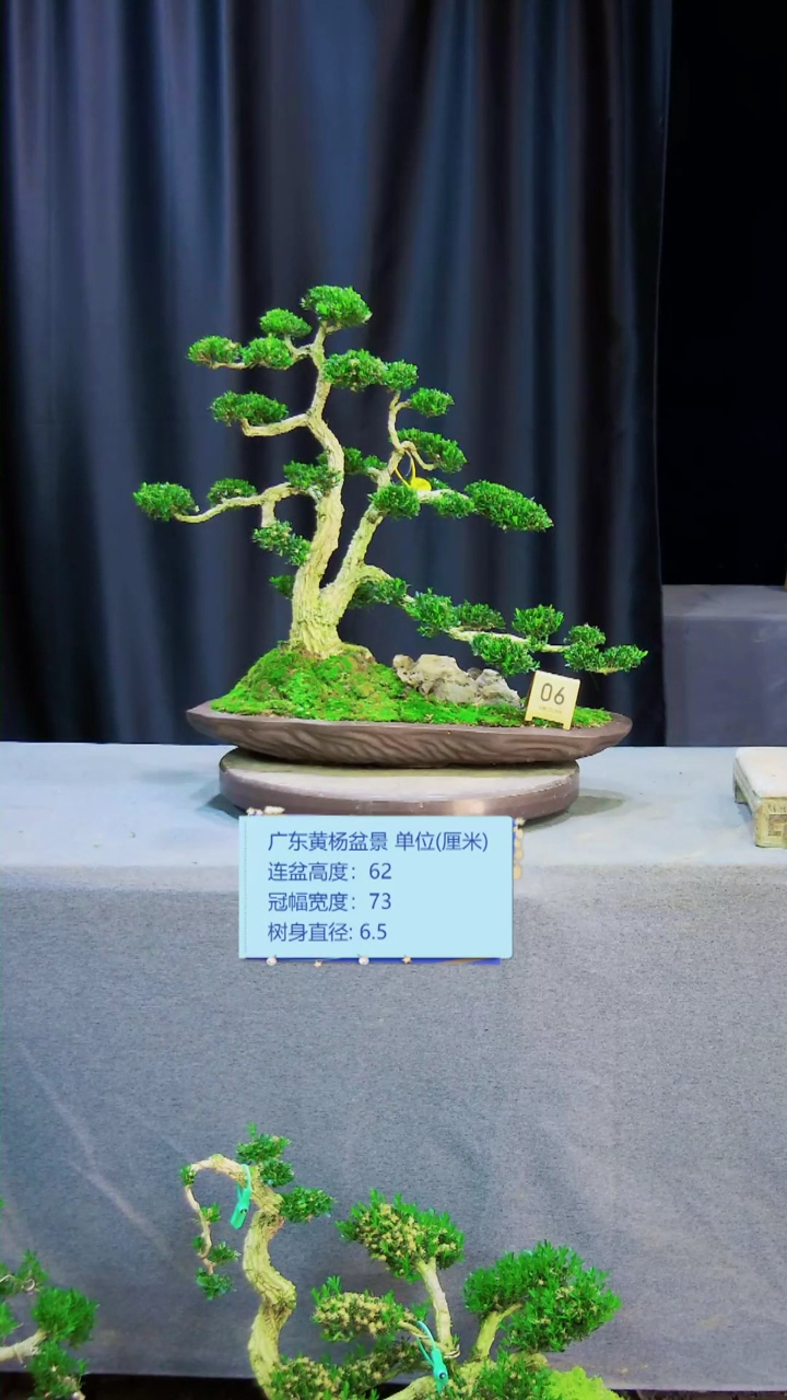 【闪购商品】雀舌黄杨盆景雀舌黄杨盆景