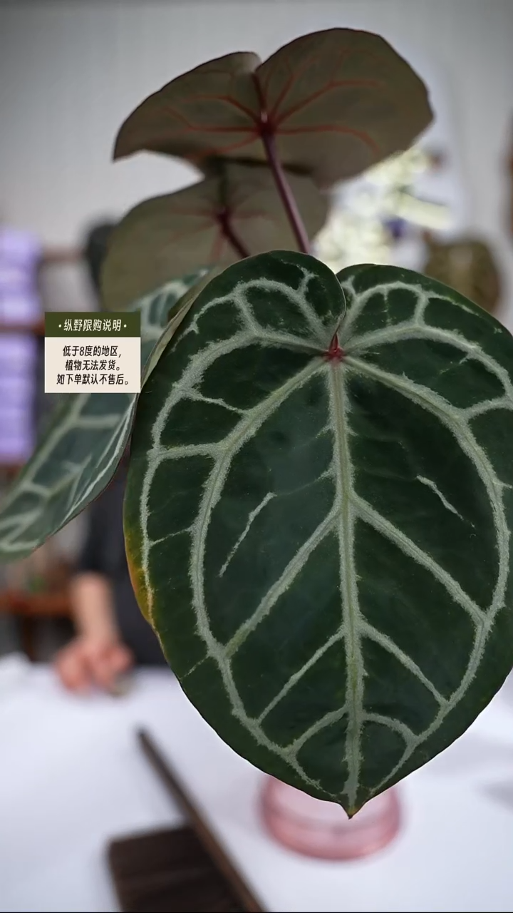 完全开放Y93玄紫