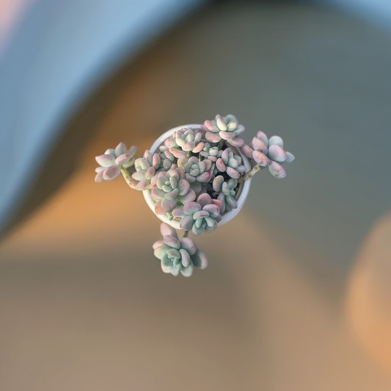 红洛神老桩盆栽多肉适合阳台办公室庭院种植