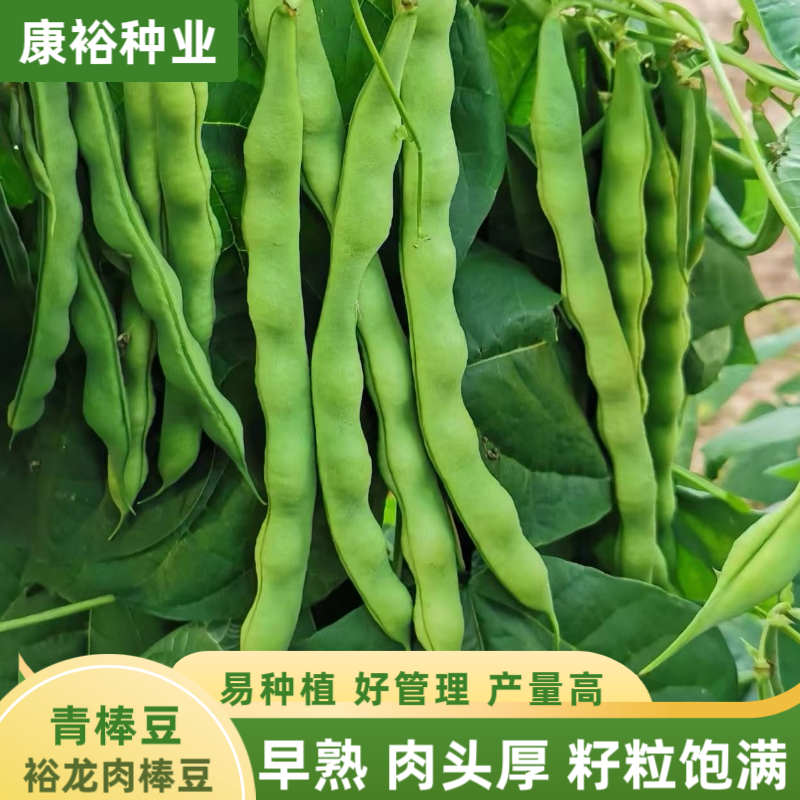 【康裕种业】裕龙肉棒豆/青棒豆/四季豆/架豆 结荚率高早熟耐热