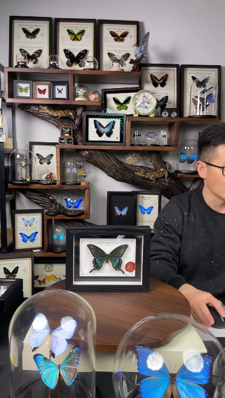 绿带翠凤蝶夏型【8寸黑框】-国风版