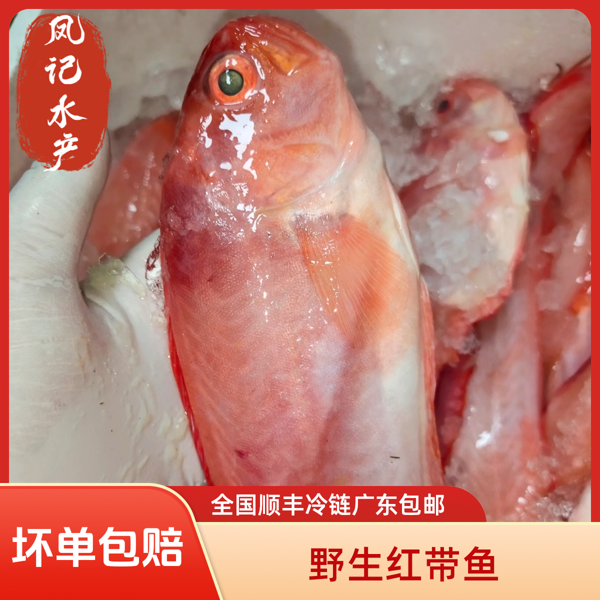 汕尾本港 野生红带鱼