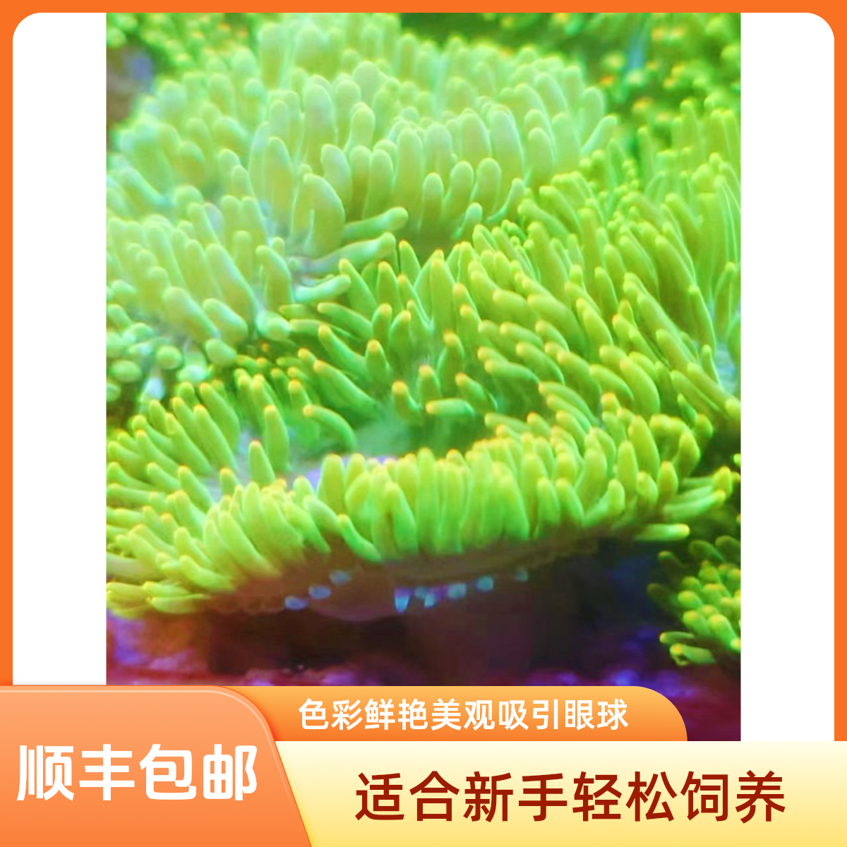 荧光绿石葵海缸海葵珊瑚生物色彩美观易活适合新手饲养海缸造景