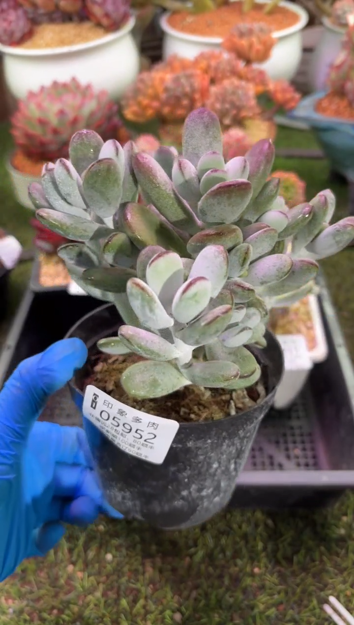 【闪购商品】05952