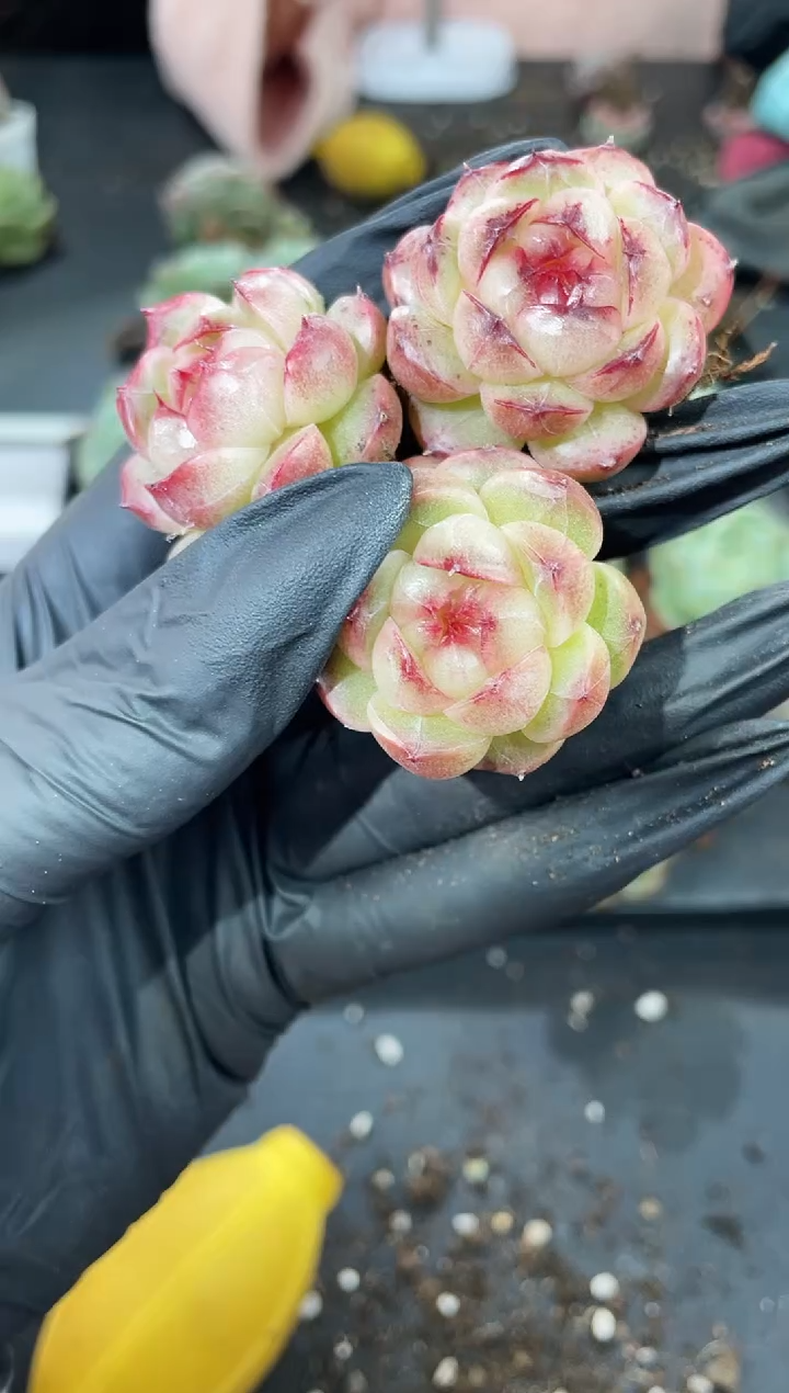 闪购943  y-11多肉一颗  3.5-4厘米