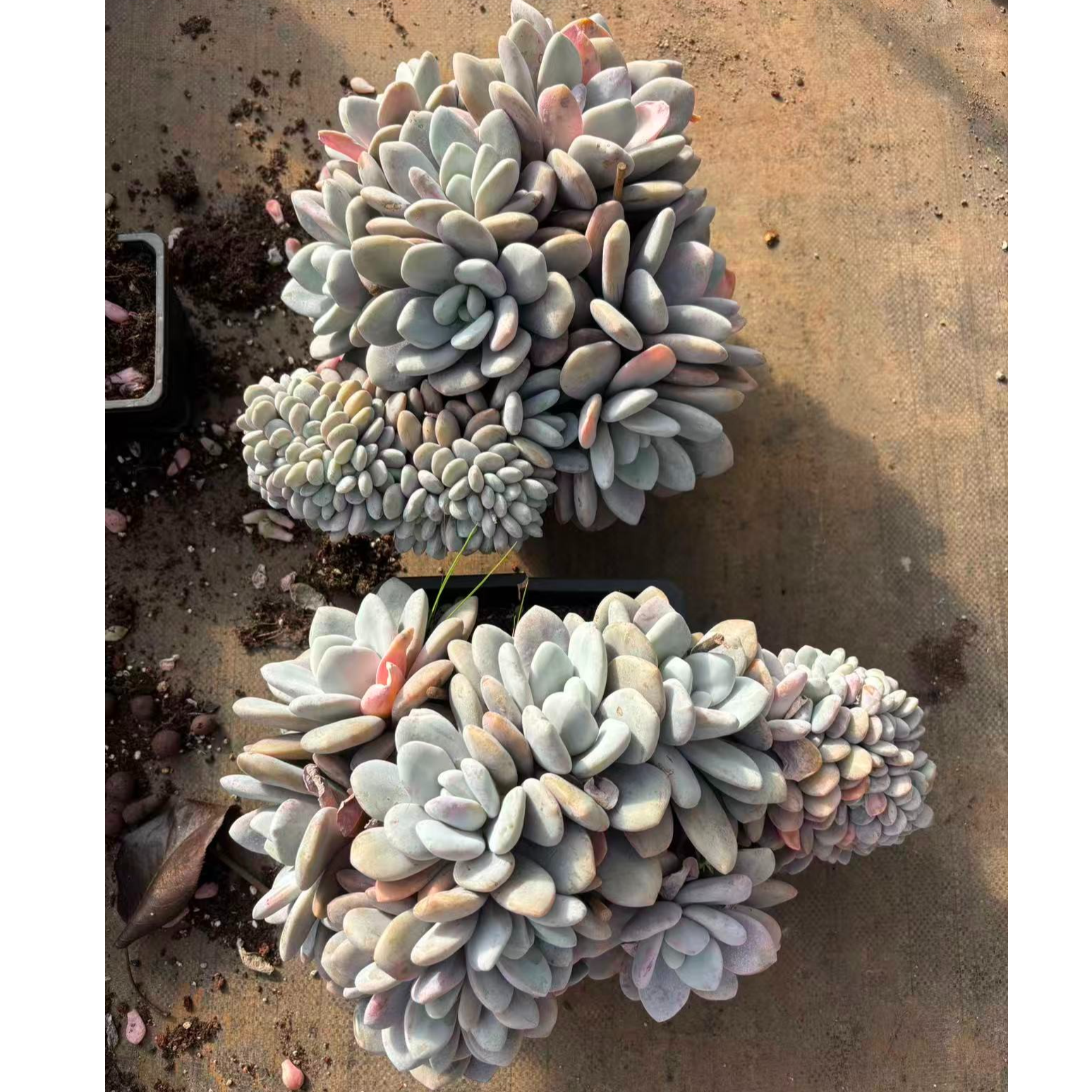 植迷园艺多肉植物12月15日粉兔大缀