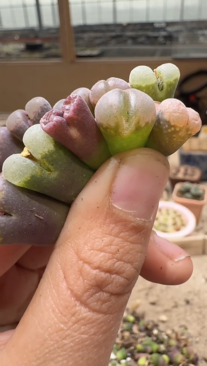 30-195多肉植物肉锥
