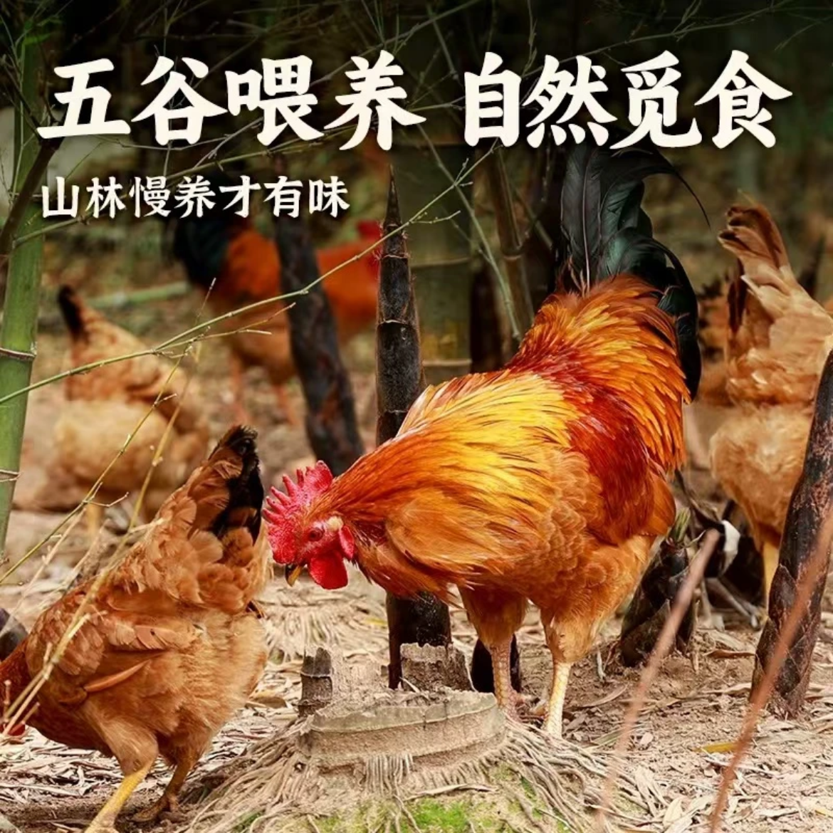 《1母鸡+1公鸡》深山散养多年鸡4.8-5.2斤新鲜现杀带内脏