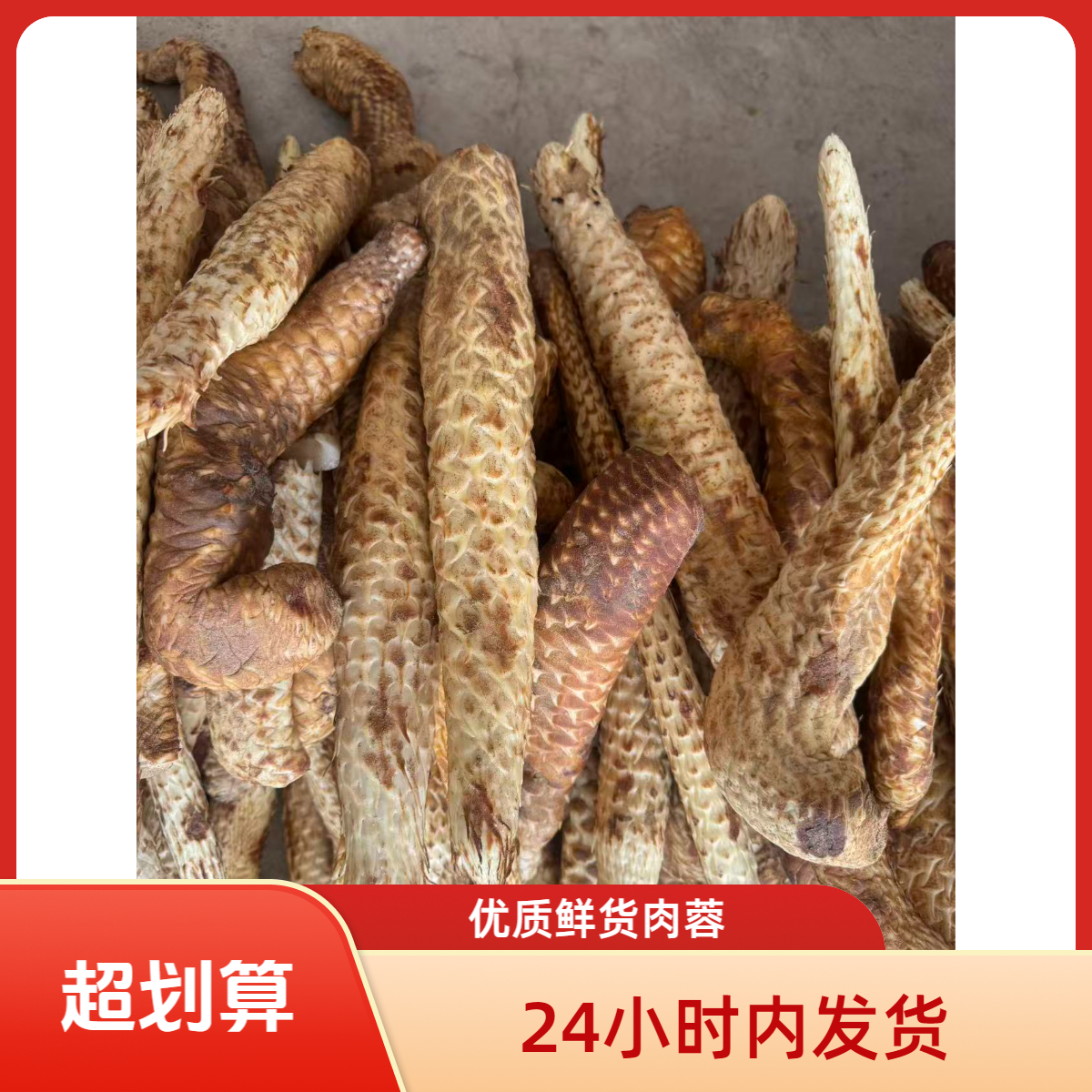 鲜品肉蓉内蒙古阿拉善