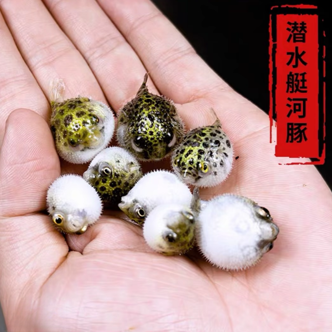 淡水小河豚鱼金娃娃潜水艇观赏鱼生气鼓肚子好养耐活桌面宠物萌宠