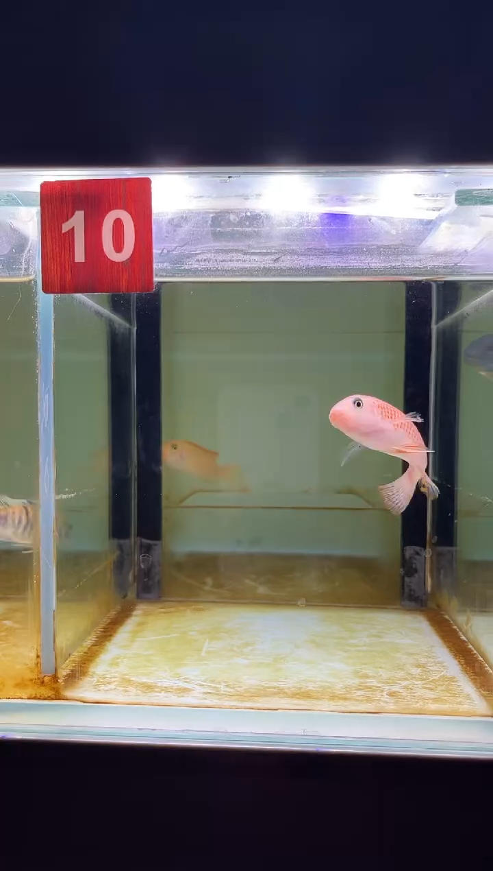 海水三湖慈鲷人工