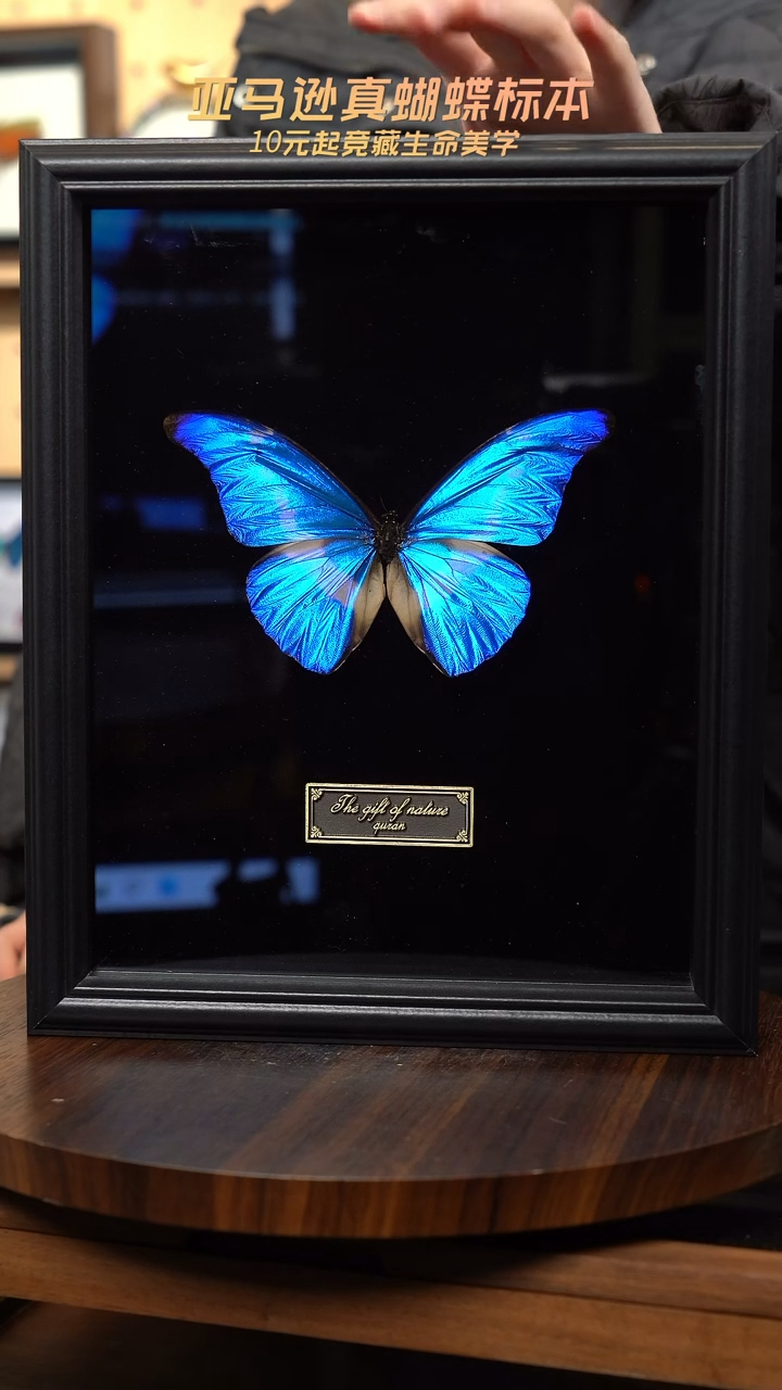 光明女神闪蝶标本