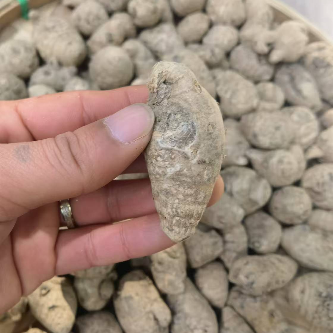 1【雪-三-七】净含量500g-1000g【阿徐现收】