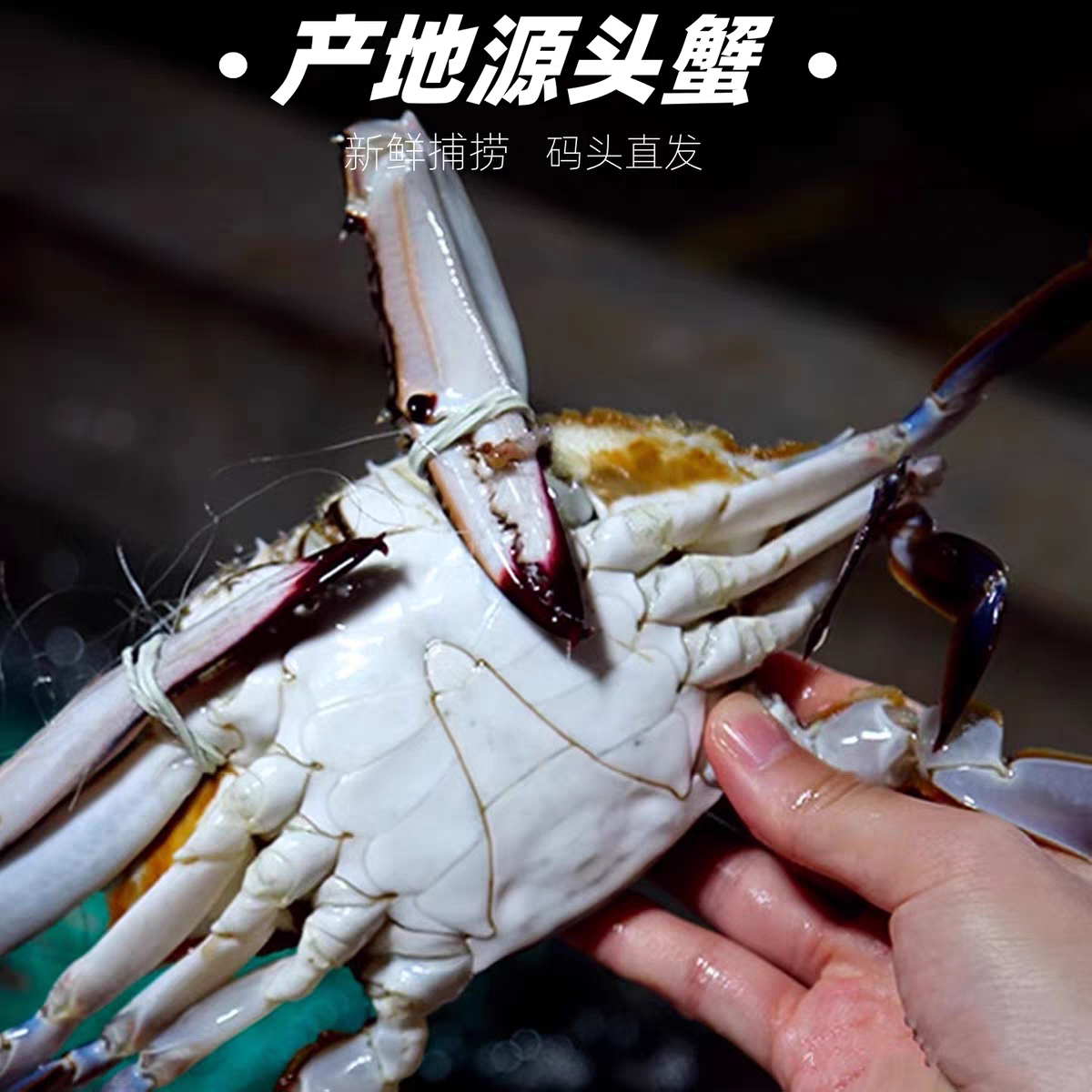 【保鲜不保活】特大公蟹鲜活发货精挑单只7两左右四斤送一斤