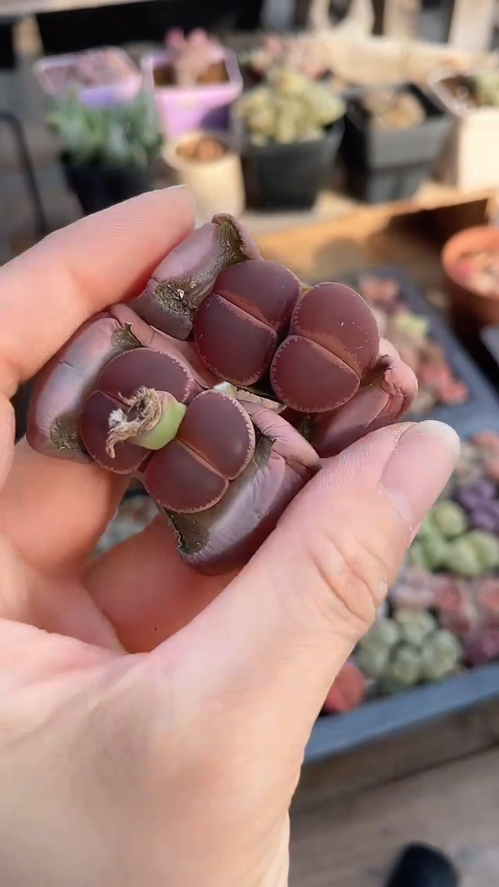 【闪购商品】9567直播一物一拍