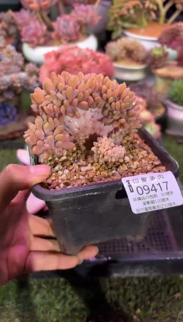 【闪购商品】09417