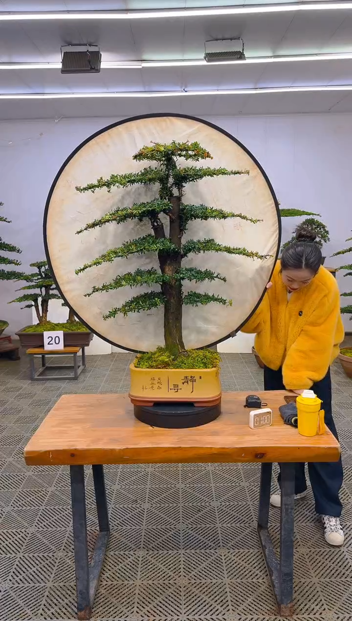 无花朵一物一拍一物一拍