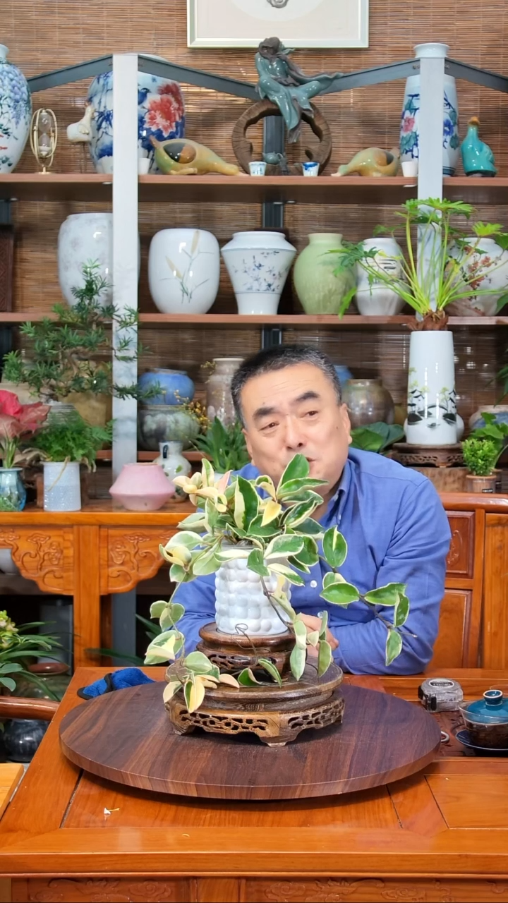 无花朵p****p水之韵水培心叶球兰