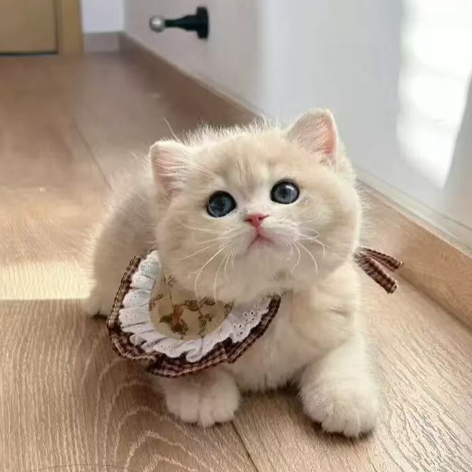 婧婧（全品）缅因美短蓝金金渐层布偶