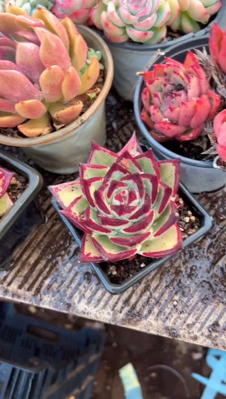 轻*扬多肉植物一物一拍02481