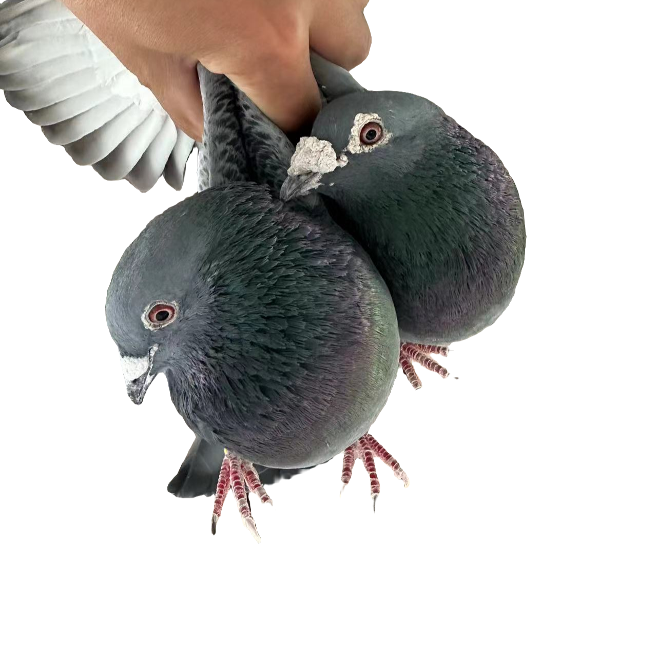 信鸽 成年带环老信鸽 鸽子肉 生鲜老鸽乳鸽