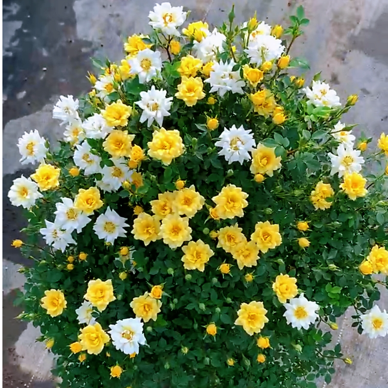 姬月季紫红姬乙女樱花镜姬桃白红莲浪花龙姬黄金姬雪月等微型合集