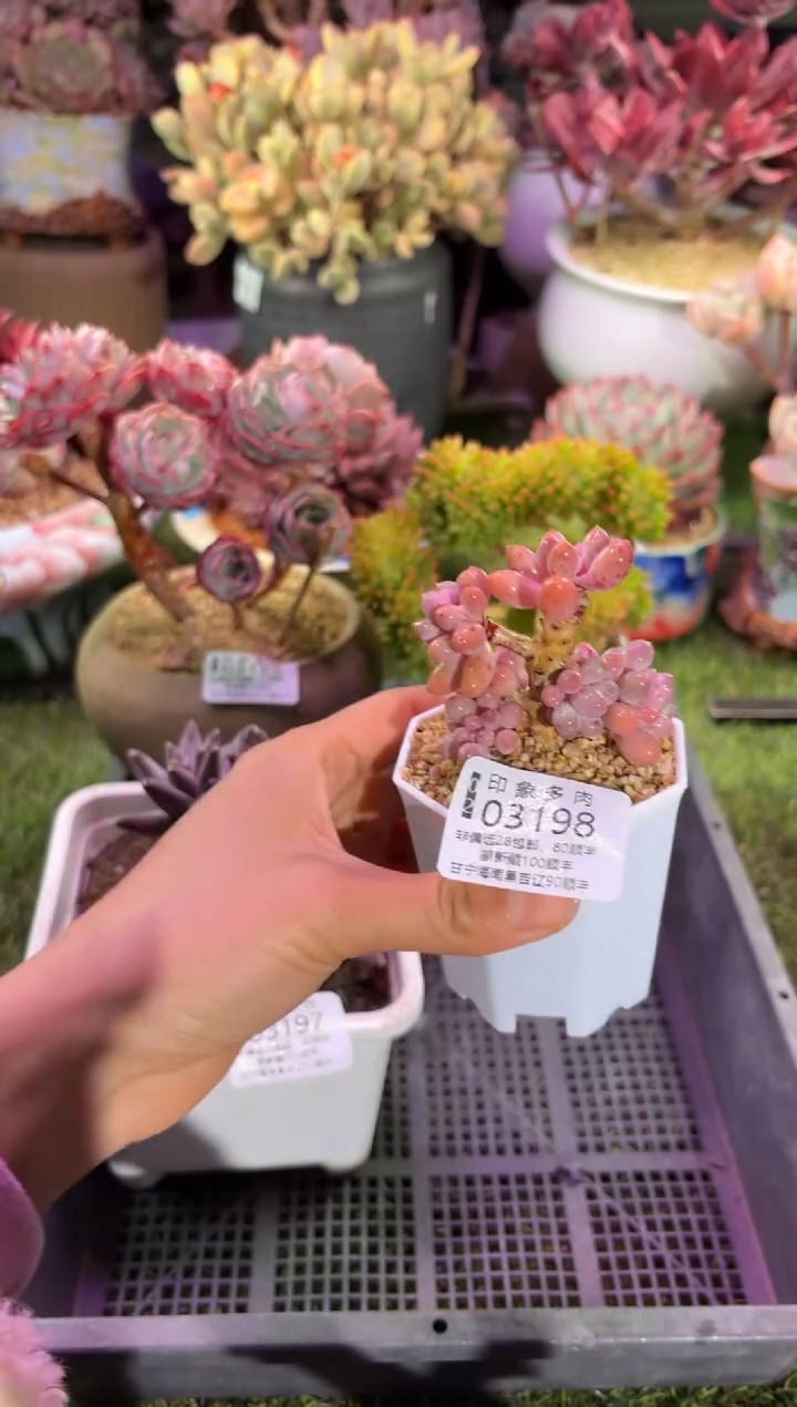 【闪购商品】03198