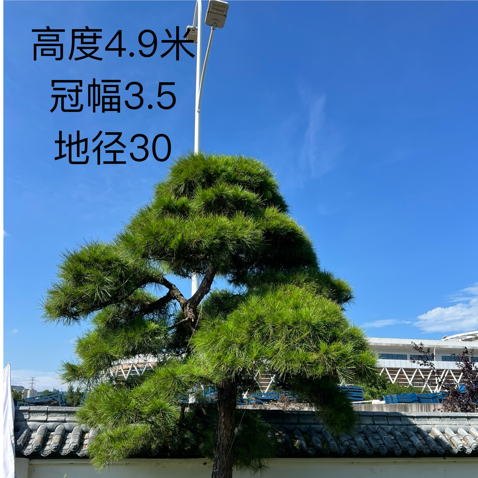 庭院造型精品黑松定金500