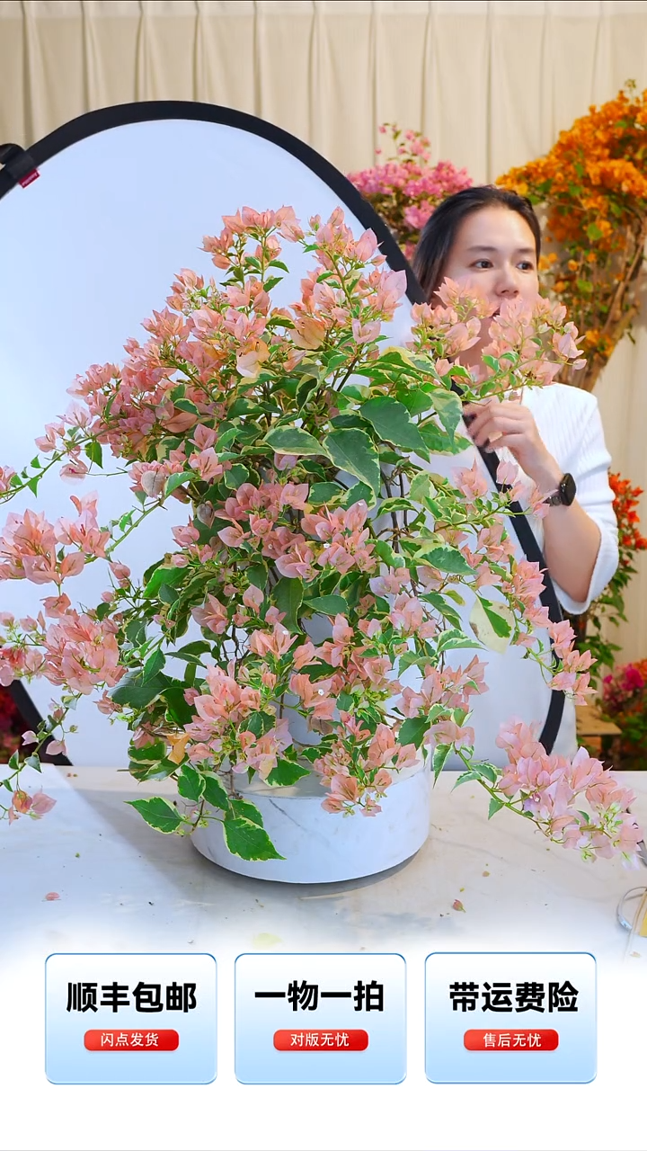 大部分开放少量花苞马斯