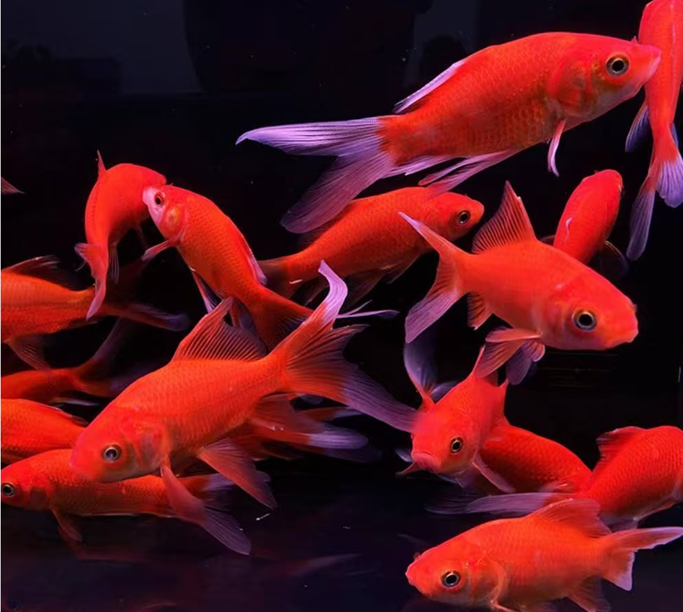 3-5厘米长尾小红草金冷水观赏鱼好养淡水鱼苗（无开箱视频无售后）