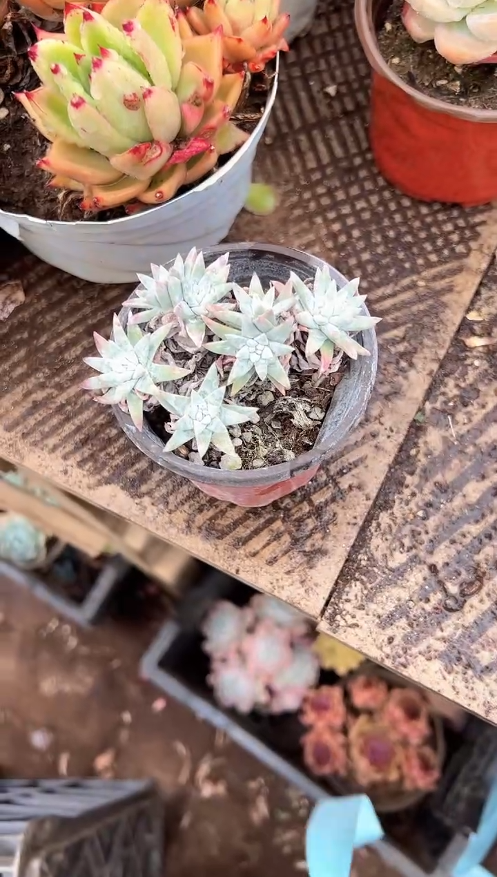 用****蕊多肉植物一物一拍23321