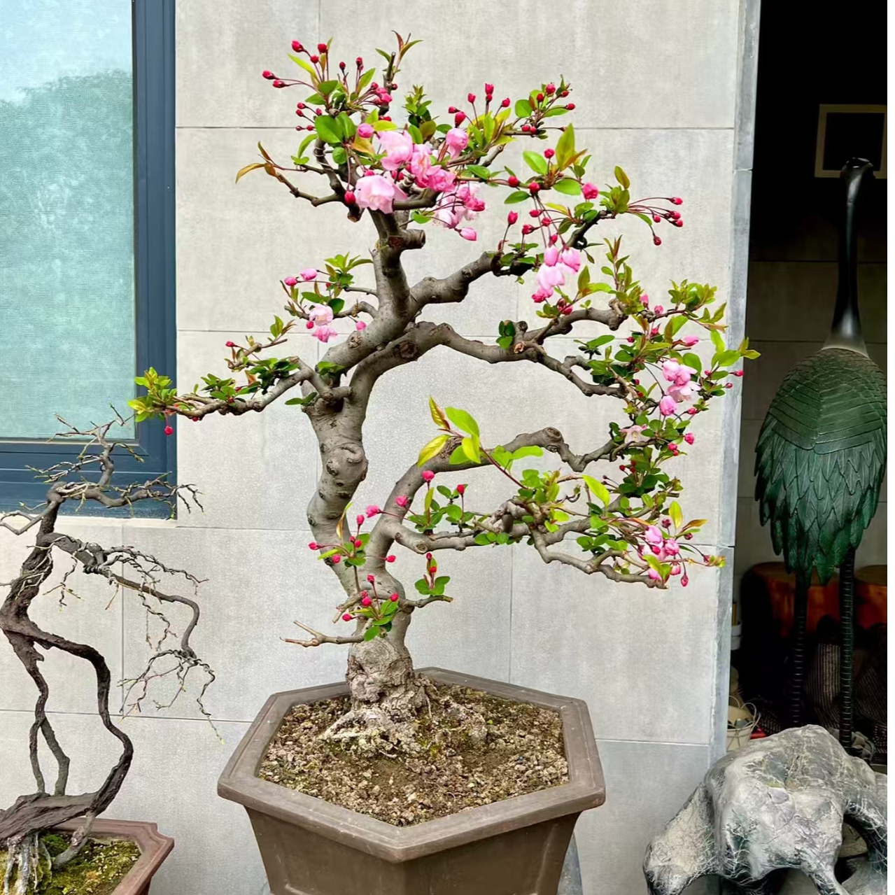 海棠四品垂丝海棠花中仙子老桩盆栽