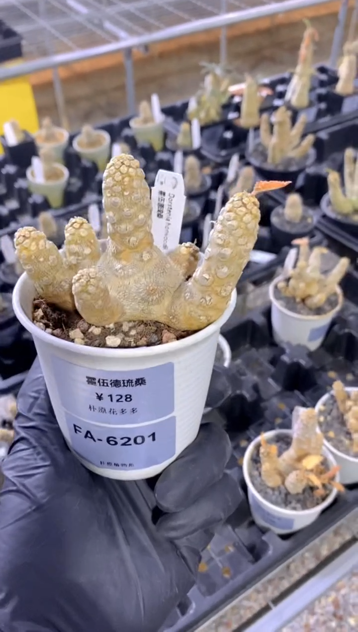 【闪购商品】霍伍德琉桑FA-6201