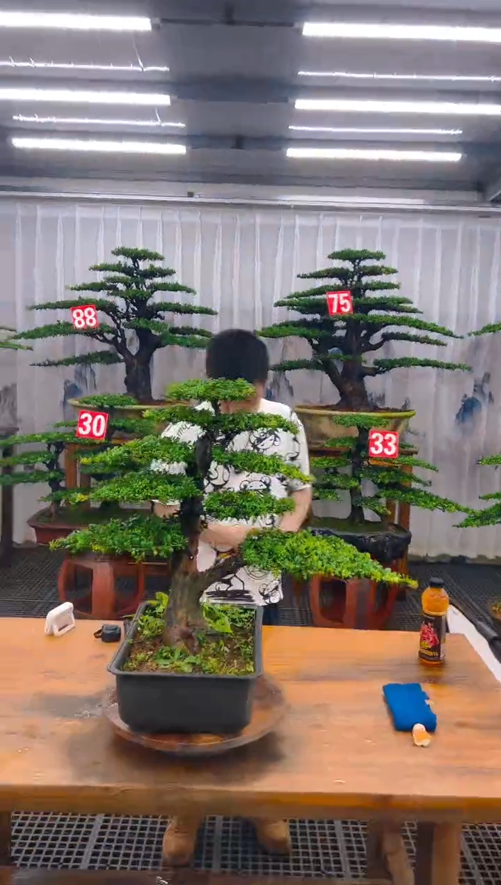 无花朵精品盆景直播间一物一拍