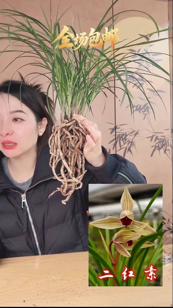 当前无花栽培后可以开花：二红素
