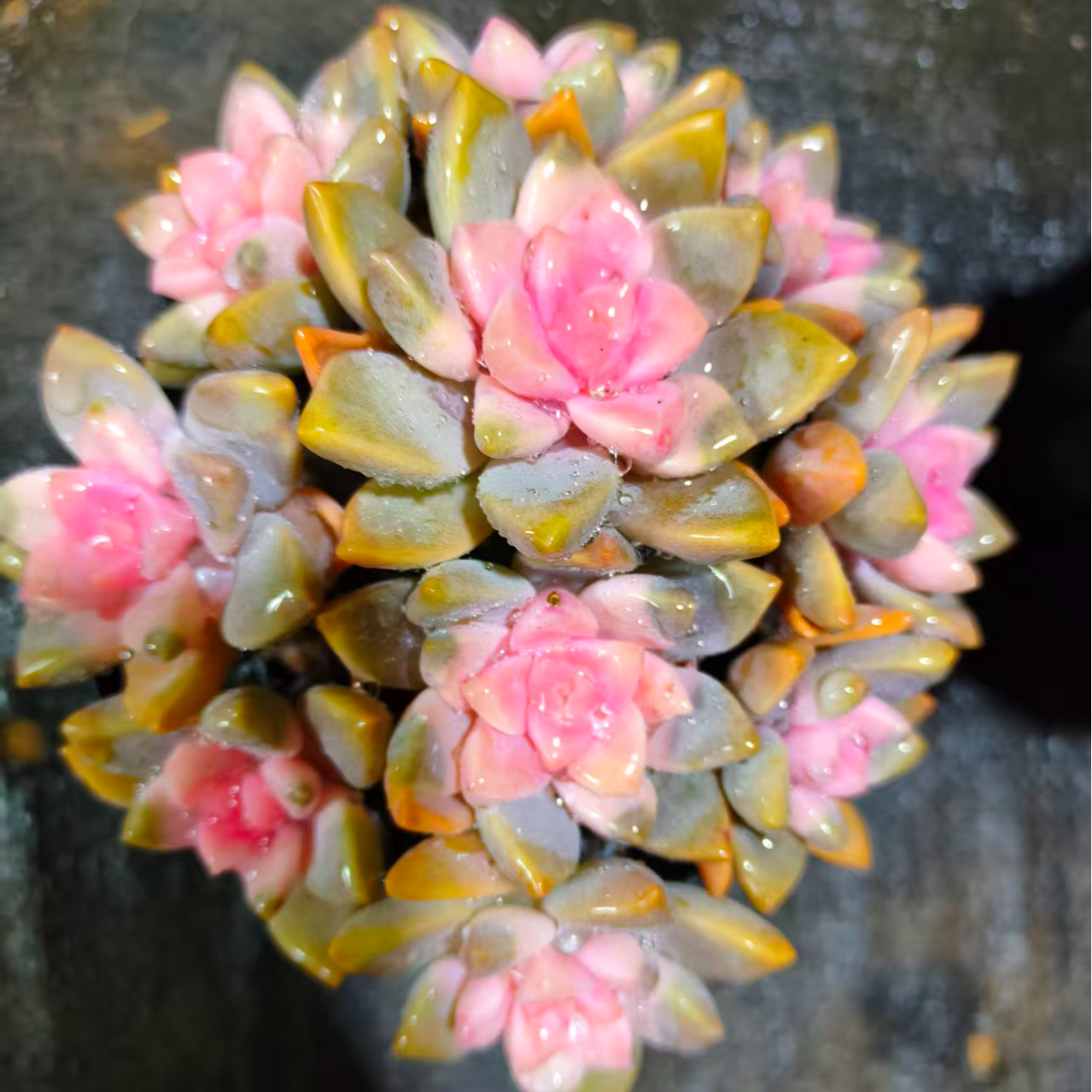 浪漫樱花锦 多肉植物带盆带土室内外可养净化空气新手好养