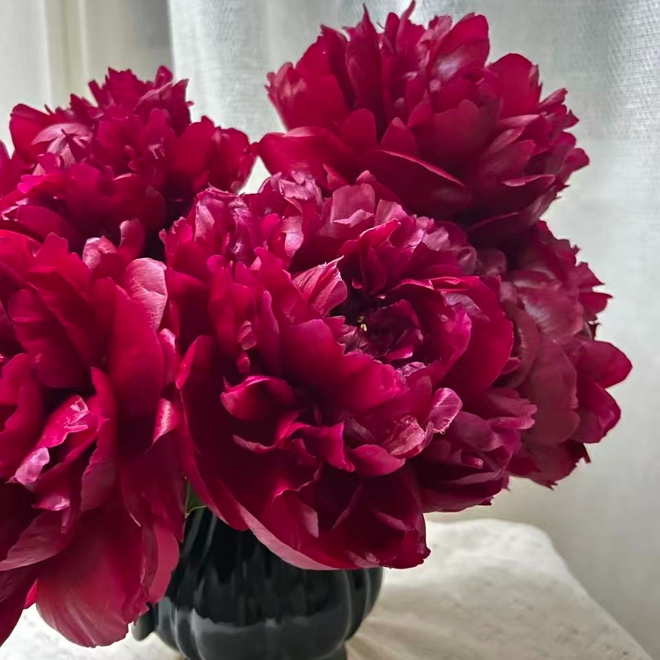 【亨利博格斯特】芍药高品质花卉 深红色 包对版山东菏泽基地直发