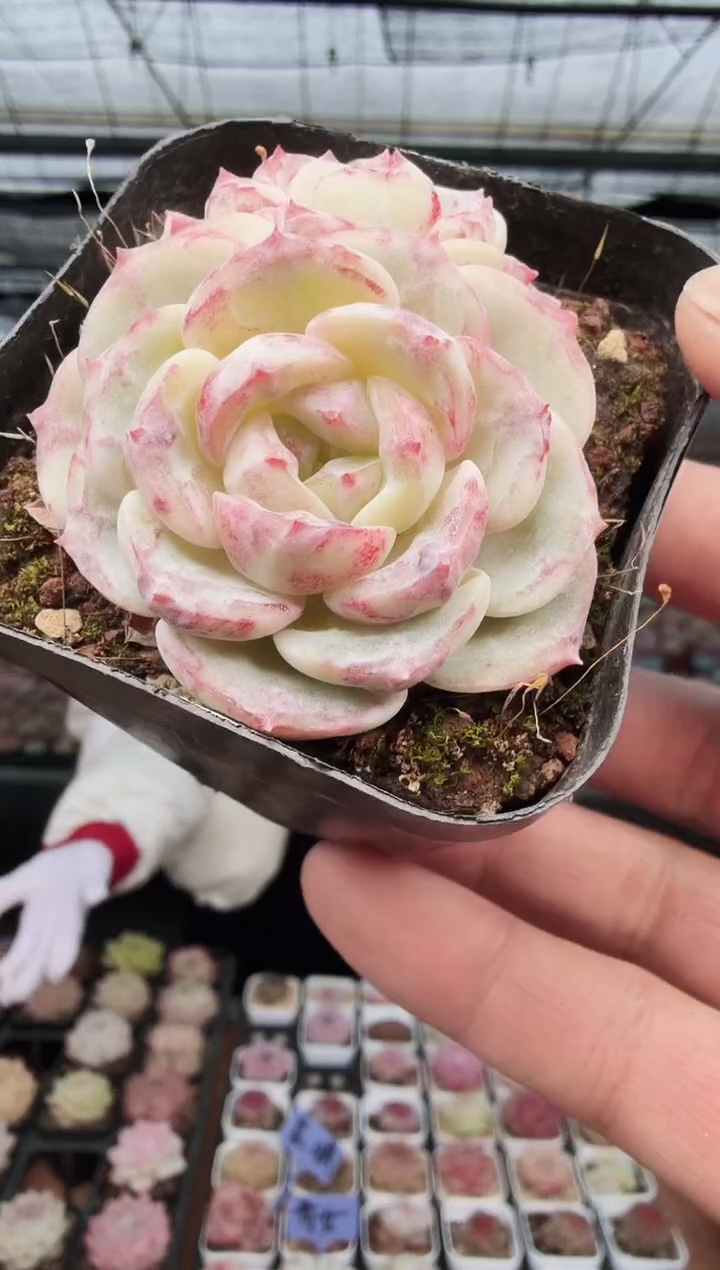 东云多肉园新款-38