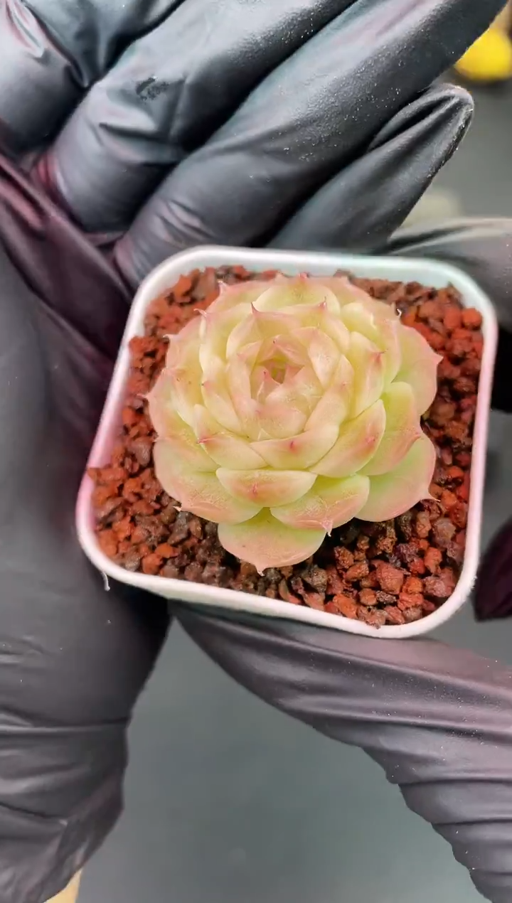 1383 梨花白3-4厘米量拍发一颗