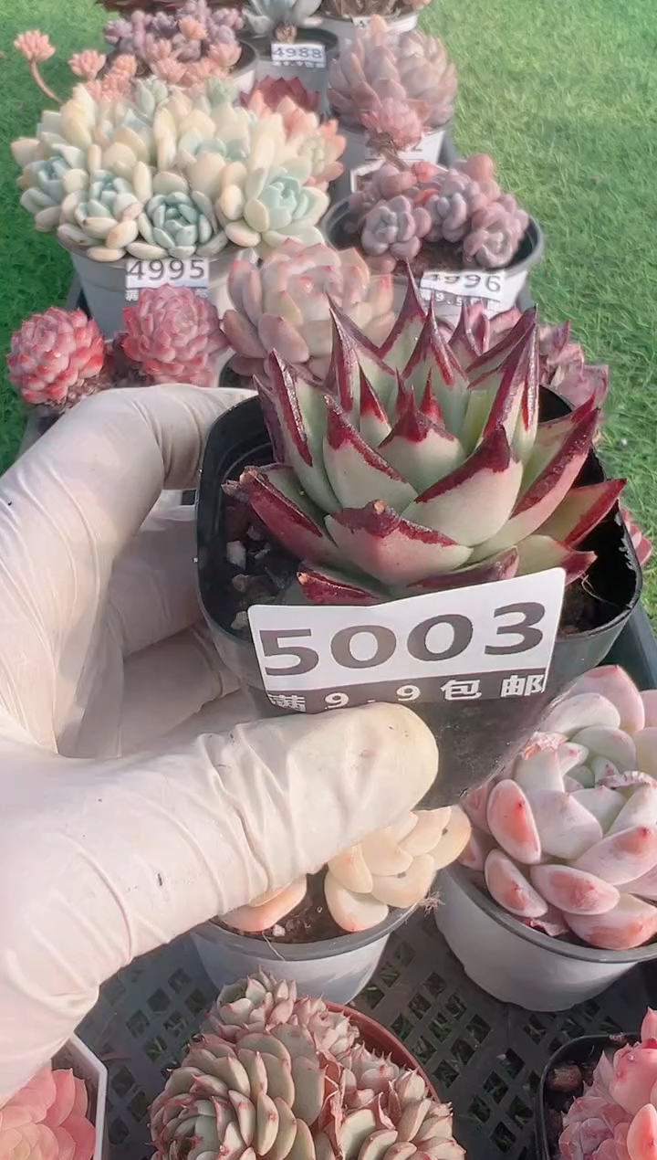 【闪购商品】信福多肉一物一拍