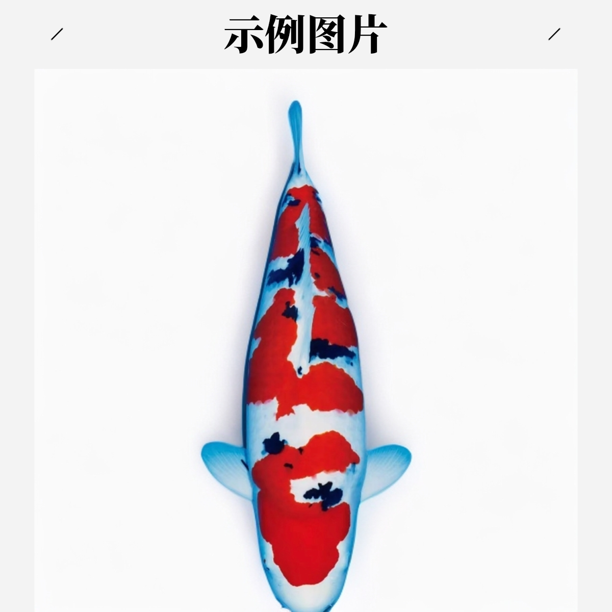 血统锦鲤精品自家产